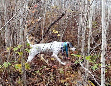 Tommy Guide Dog